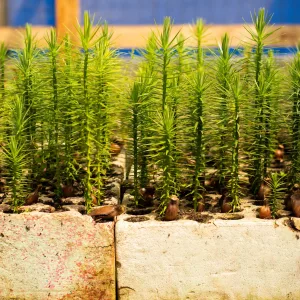 Araucaria